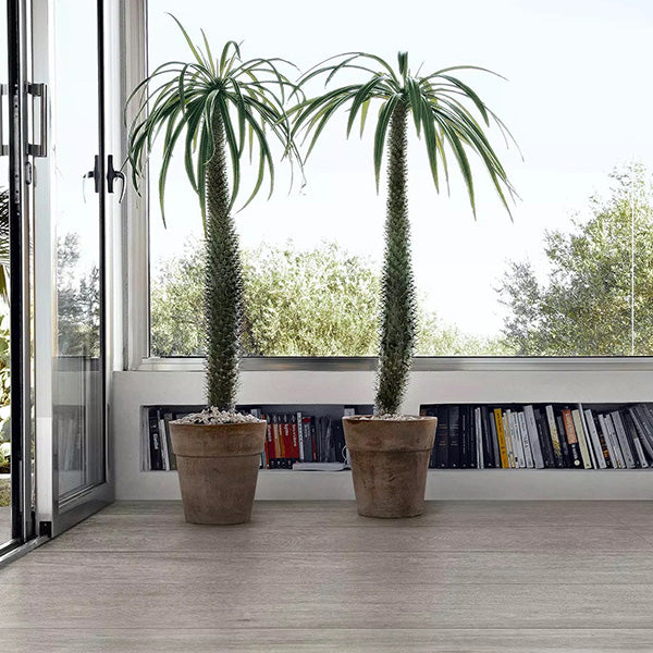 Seleccione Oak Grey Oak