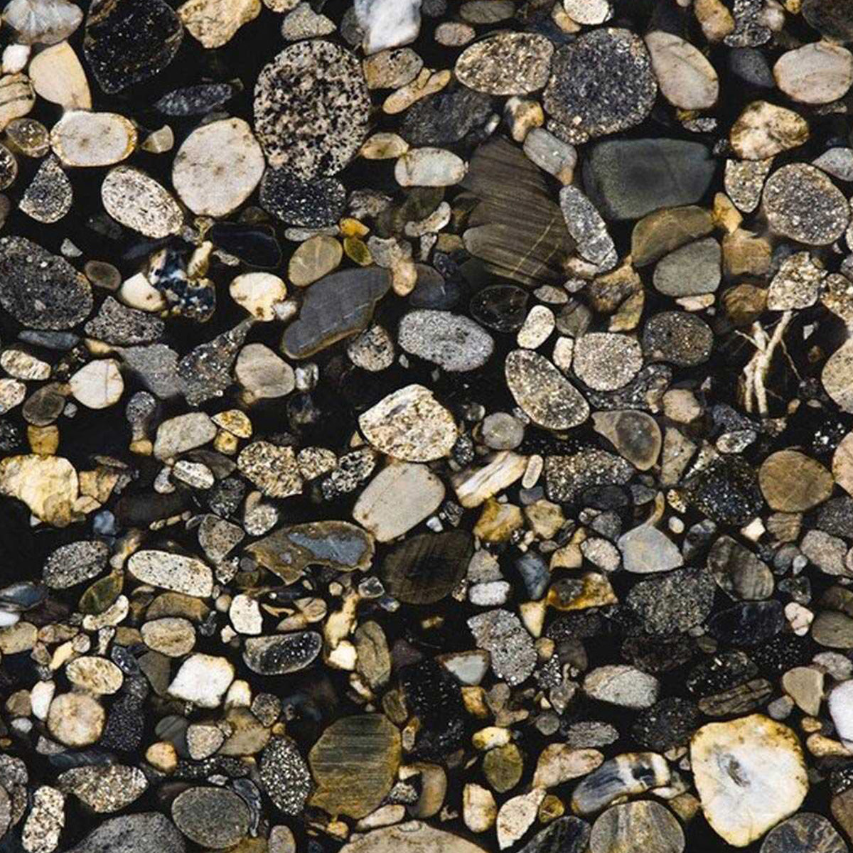 Marinace Gold