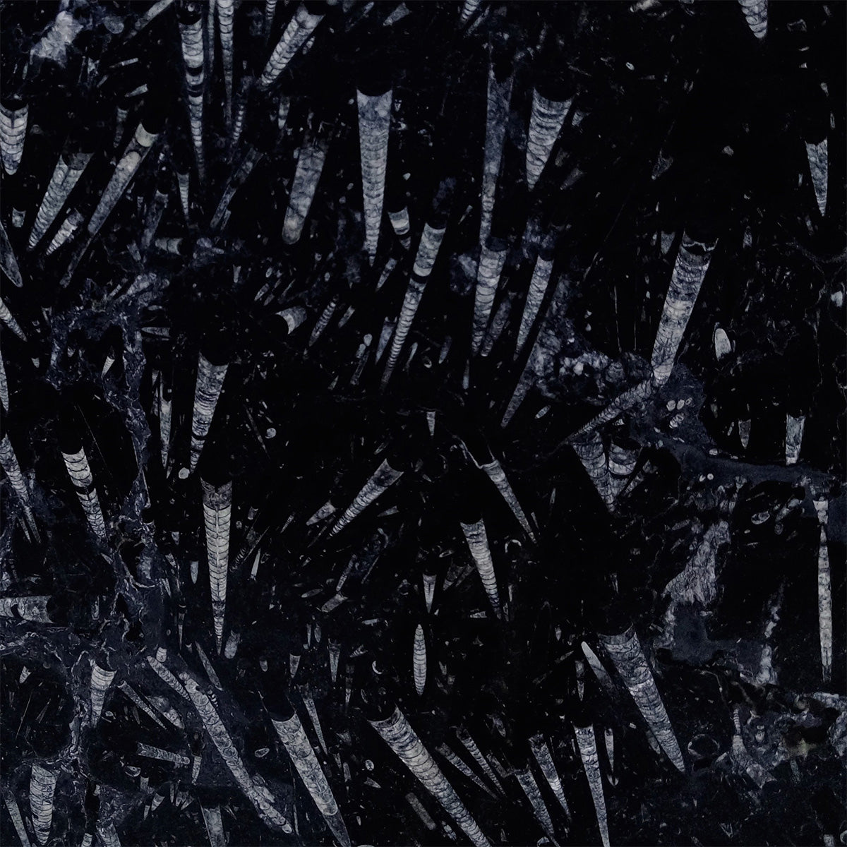 Fosil Black